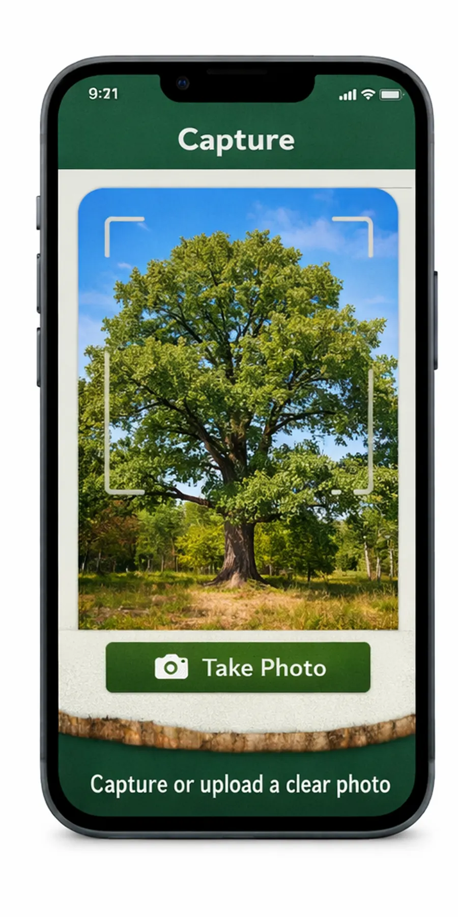 Capturing tree identification photos